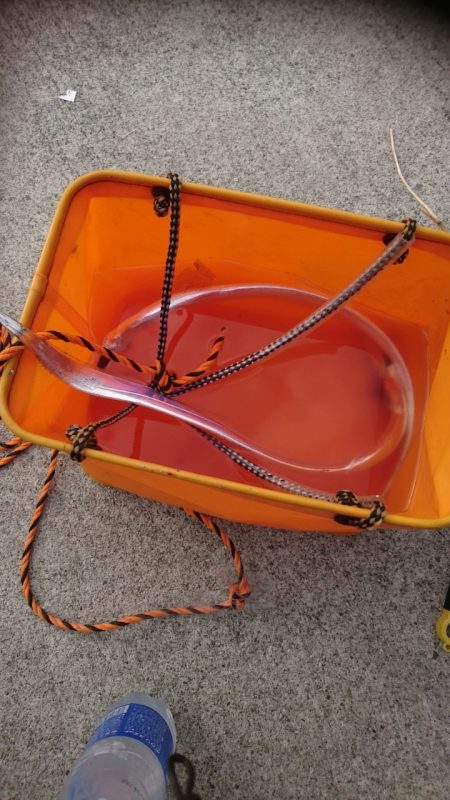 今年はまだ小さいか