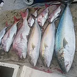 大物釣果速報！●光義丸：平戸市早福港