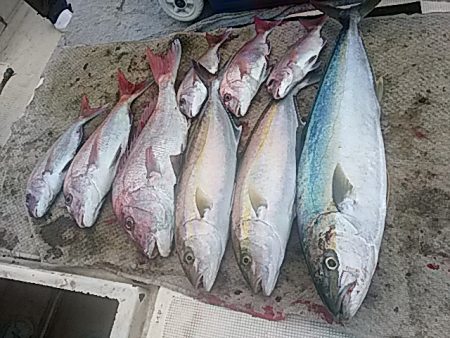 大物釣果速報！●光義丸：平戸市早福港