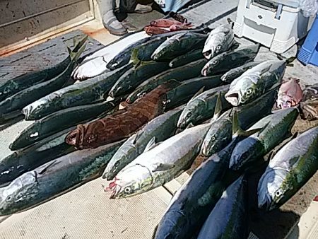 大物釣果速報！●光義丸：平戸市早福港