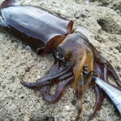 夕マズメエギング　雨にもマケズ