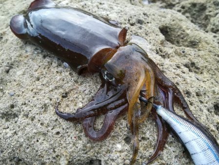 夕マズメエギング　雨にもマケズ