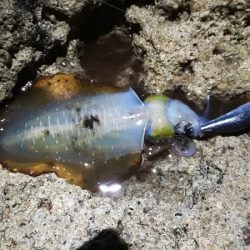 とりあえず雨がですねー・・・