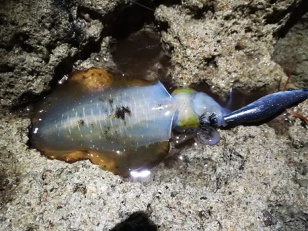 とりあえず雨がですねー・・・