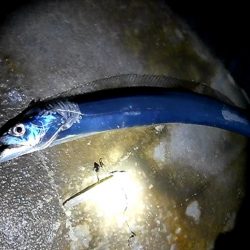 ワインドで太刀魚＆青物調査