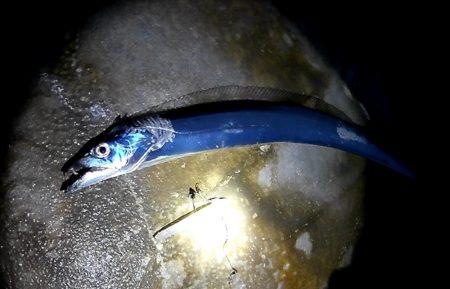 ワインドで太刀魚＆青物調査