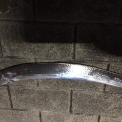 コスモ7時から時合か