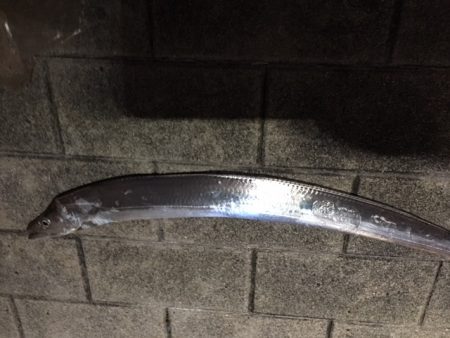 コスモ7時から時合か