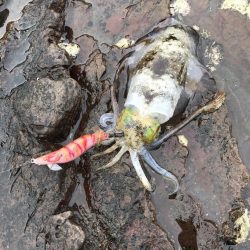 秋イカエギング開幕