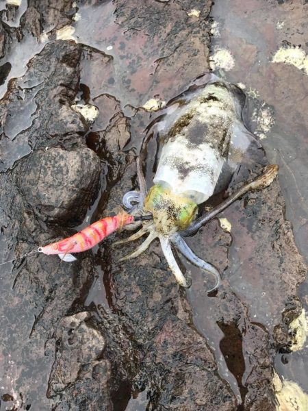 秋イカエギング開幕