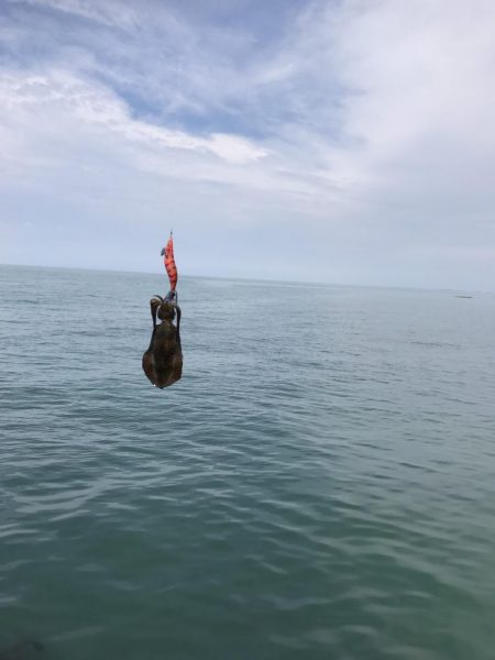 南大阪で秋イカエギング開幕？