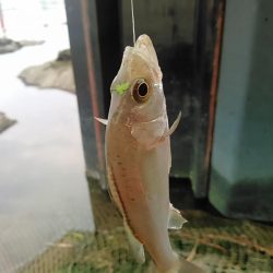 庄内湖 ハゼ釣り盛り上がってます