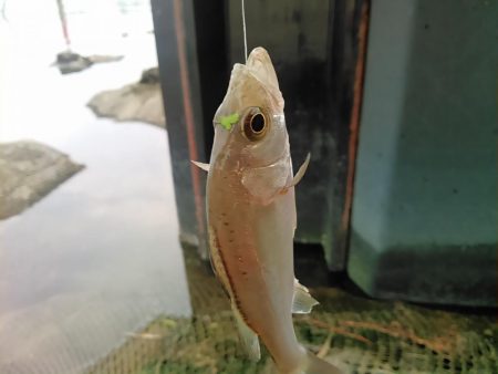 庄内湖 ハゼ釣り盛り上がってます