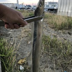 ルアーでは当たりが渋い