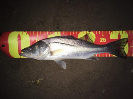 今夜はチーバスのみ、、