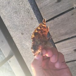 衣浦海底トンネル