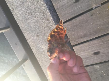 衣浦海底トンネル