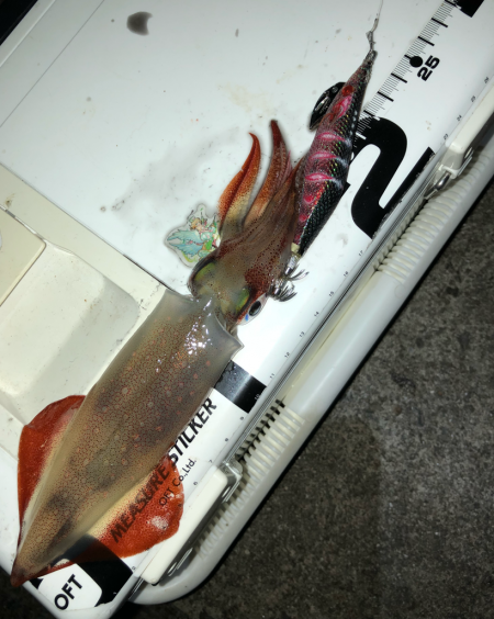 今年はあきませんね^^;