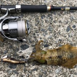 今年初のday game エギング！