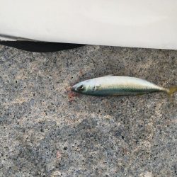 型は小さいが芦屋も開幕です。