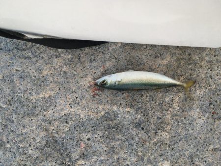 型は小さいが芦屋も開幕です。