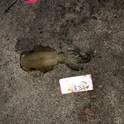 エギング リベンジマッチ