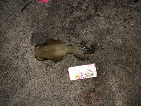 エギング リベンジマッチ