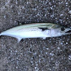 雨のはざまにガツン