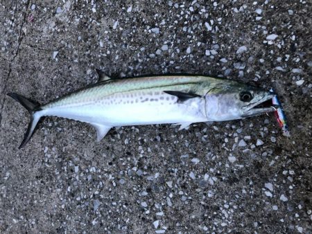 雨のはざまにガツン