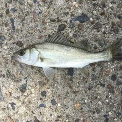 新舞子マリンパーク復活