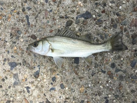 新舞子マリンパーク復活