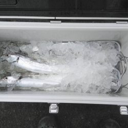 焼津沖でも小さい太刀魚が多いが中には・・・