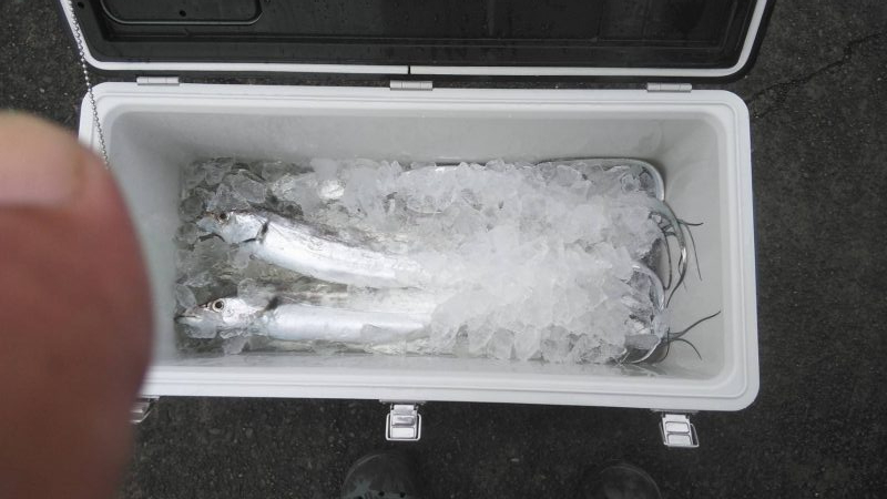 焼津沖でも小さい太刀魚が多いが中には・・・