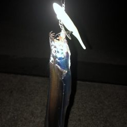 タチウオワインド