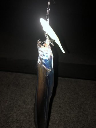 タチウオワインド