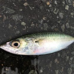 カタクチボール大量