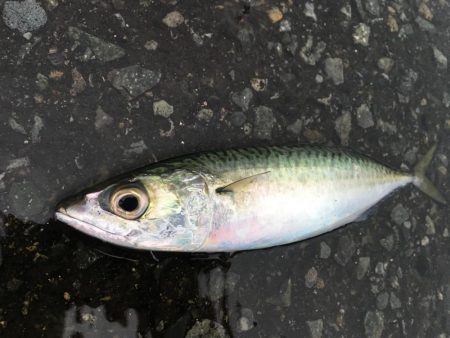 カタクチボール大量