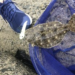 タチウオはどこへ(°_°)