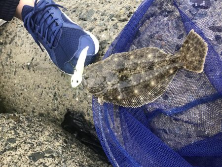 タチウオはどこへ(°_°)