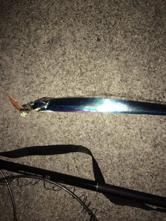 えっ？青物は？