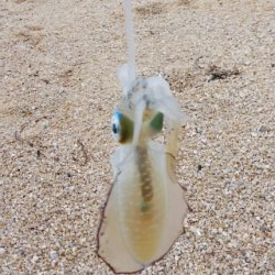 雨の合間の釣行