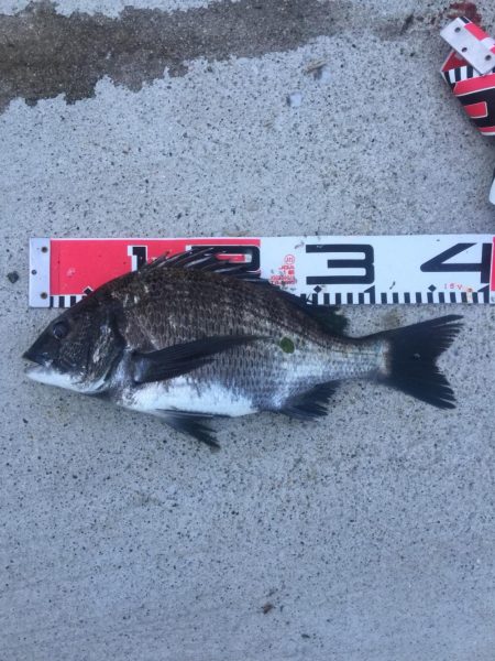 今週も好調！雨上がり６尾ゲット！！