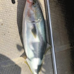 虎ノ介さんでタイラバ