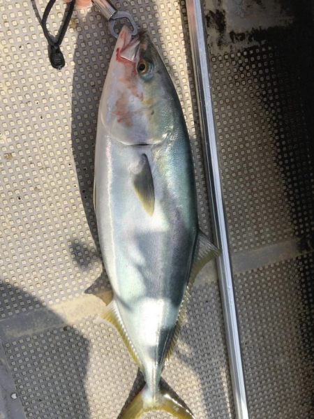 虎ノ介さんでタイラバ