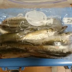 タチウオとアジ