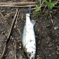 仕事早退して夕マズメ！