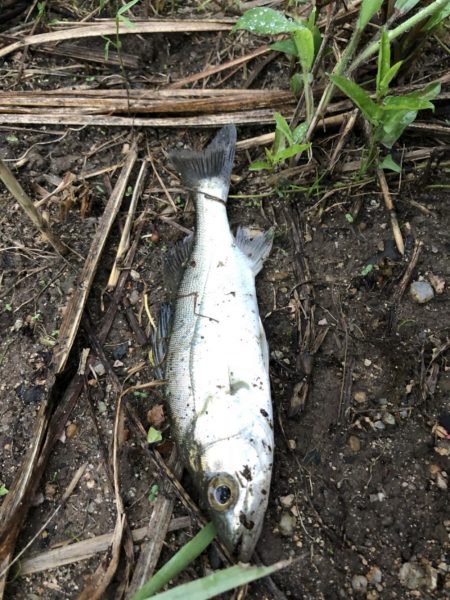 仕事早退して夕マズメ！