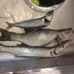 七類港でデカアコウ