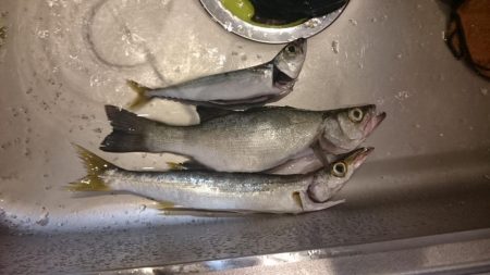 七類港でデカアコウ