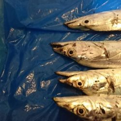 今年の 初タチウオ